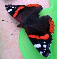 Image of Red Admiral