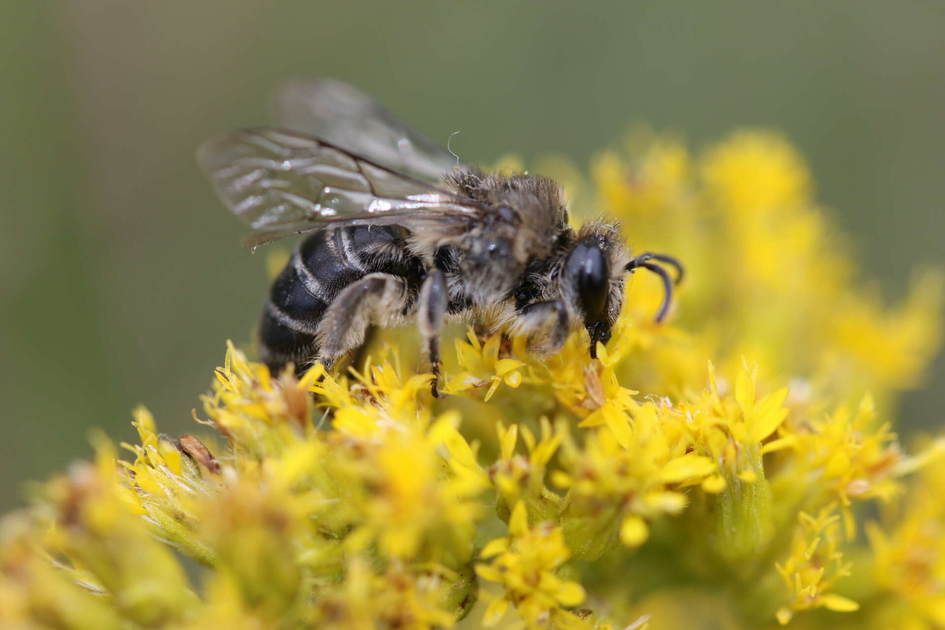 Imagem de Colletes compactus Cresson 1868