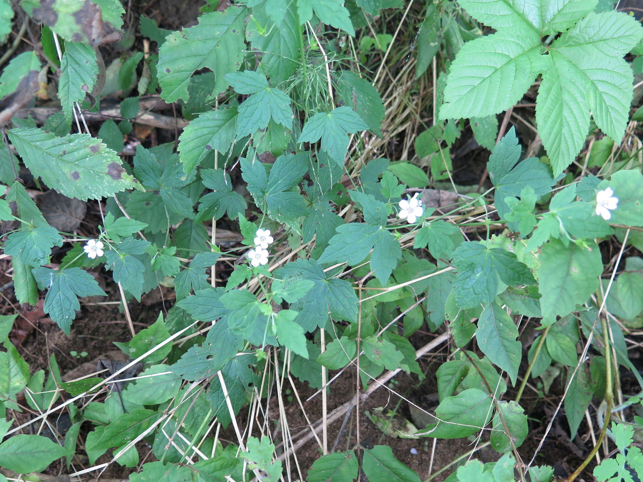 Image of Geranium wilfordii Maxim.