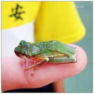 Image of Chinese Tree Toad