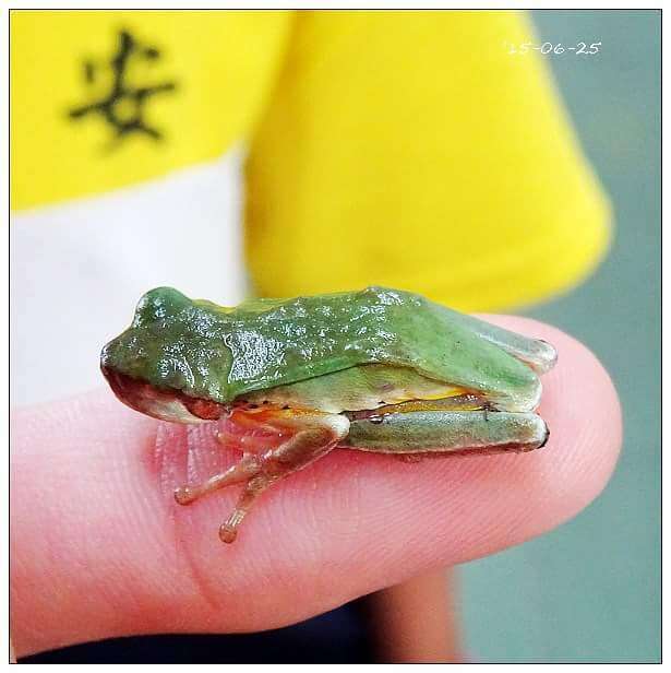 Hyla chinensis Günther 1858的圖片