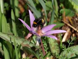 Image of Dog tooth lily