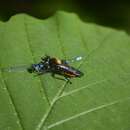 صورة Laphria sericea Say 1823