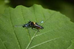 Image of Laphria sericea Say 1823