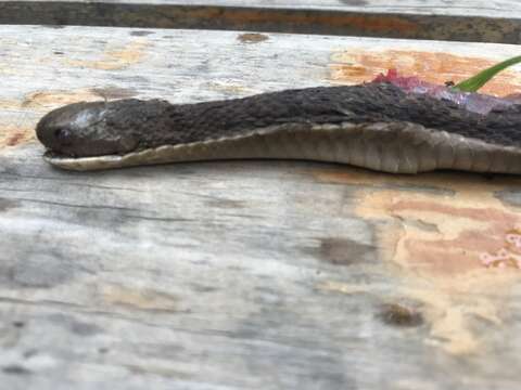 Image of African Egg-eating Snake