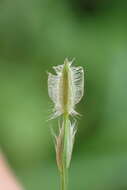 Image of Asian crabgrass