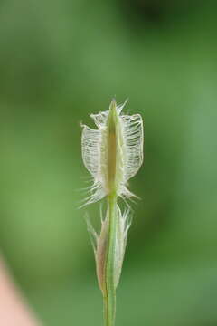 Image of Asian crabgrass