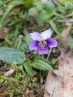 Imagem de Viola betonicifolia Smith