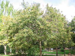 Image of Japanese privet