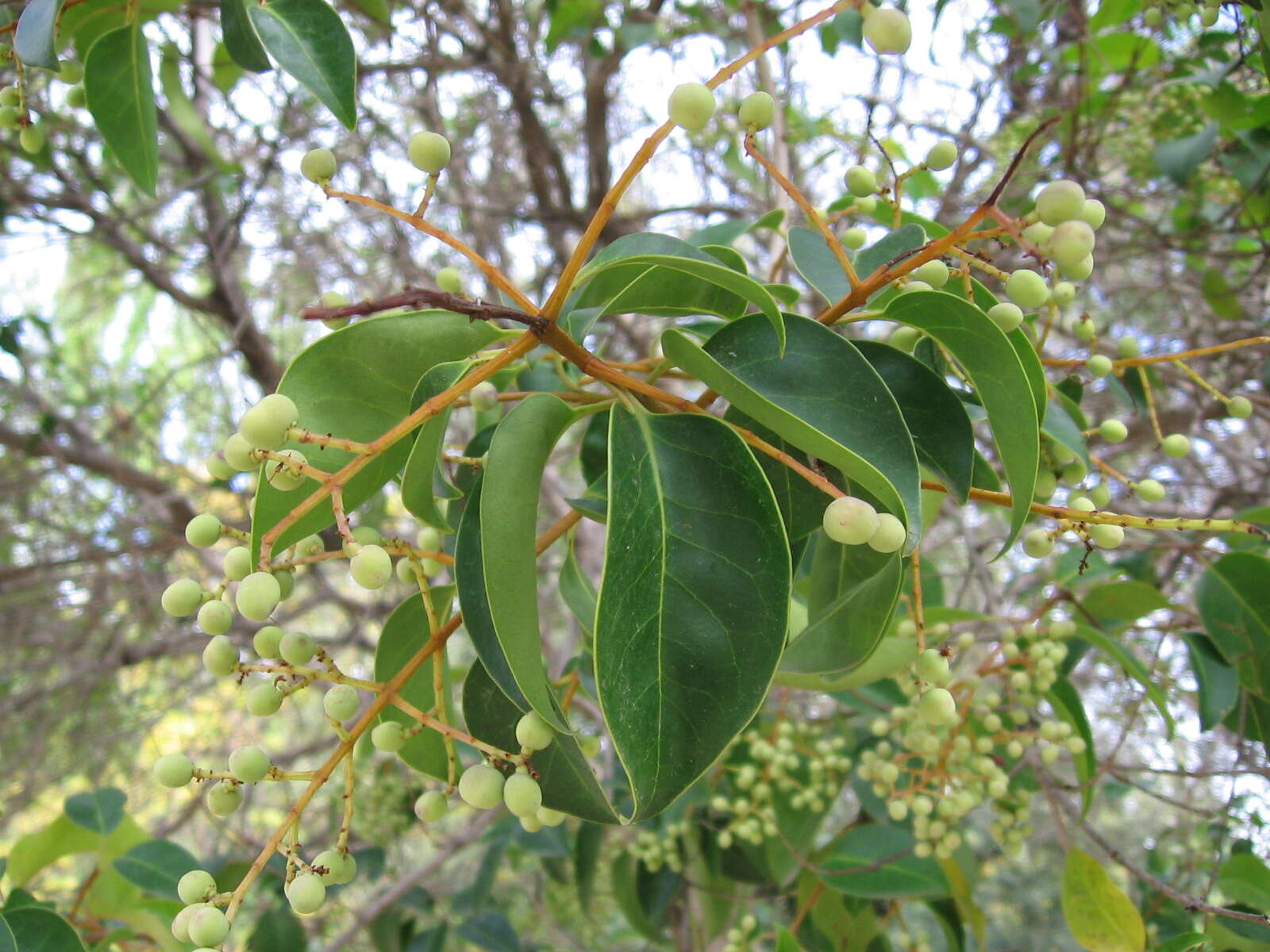 Image of Japanese privet