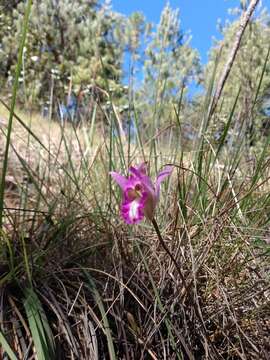 Image of Bletia reflexa Lindl.