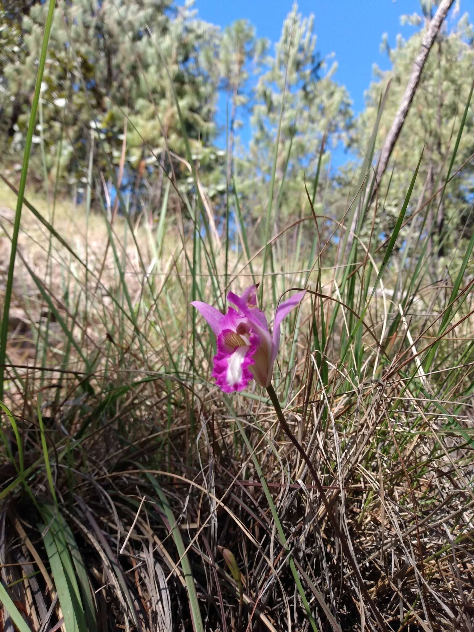 Image of Bletia reflexa Lindl.