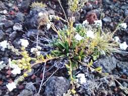 Image of Cynoglossum borbonicum (Lam.) Bory