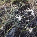 Image of Dianthus praecox subsp. lumnitzeri (Wiesb.) Kmet'ová