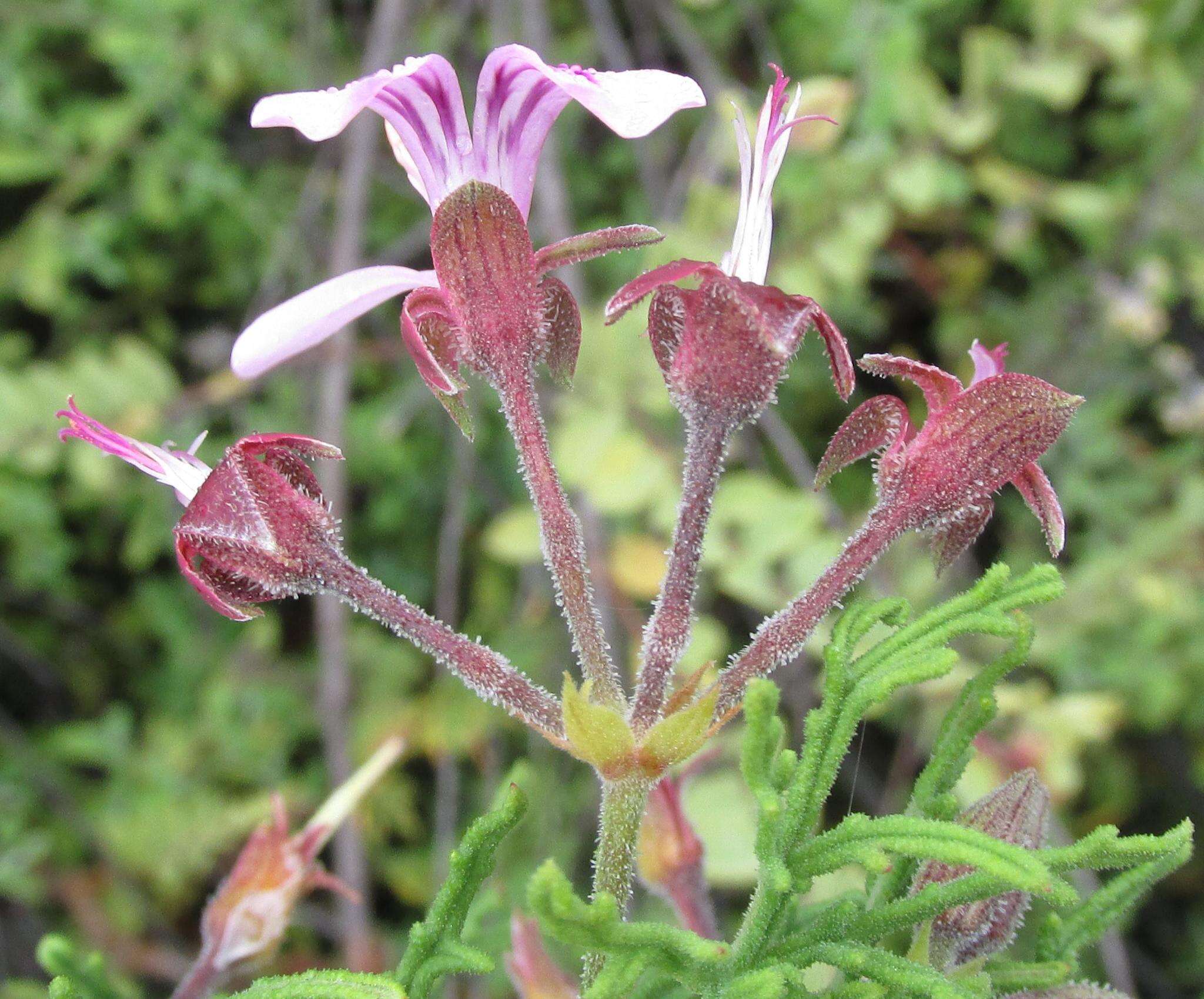 Image of rasp-leaf pelargonium