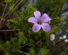 Image of Acmadenia rupicola I. Williams