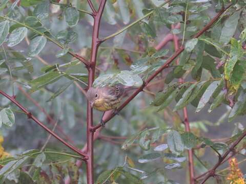 Image of Kirtland's Warbler