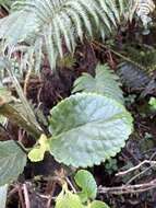 Image of mountain phyllostegia