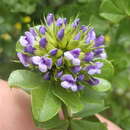 Image de Otholobium acuminatum (Lam.) C. H. Stirt.