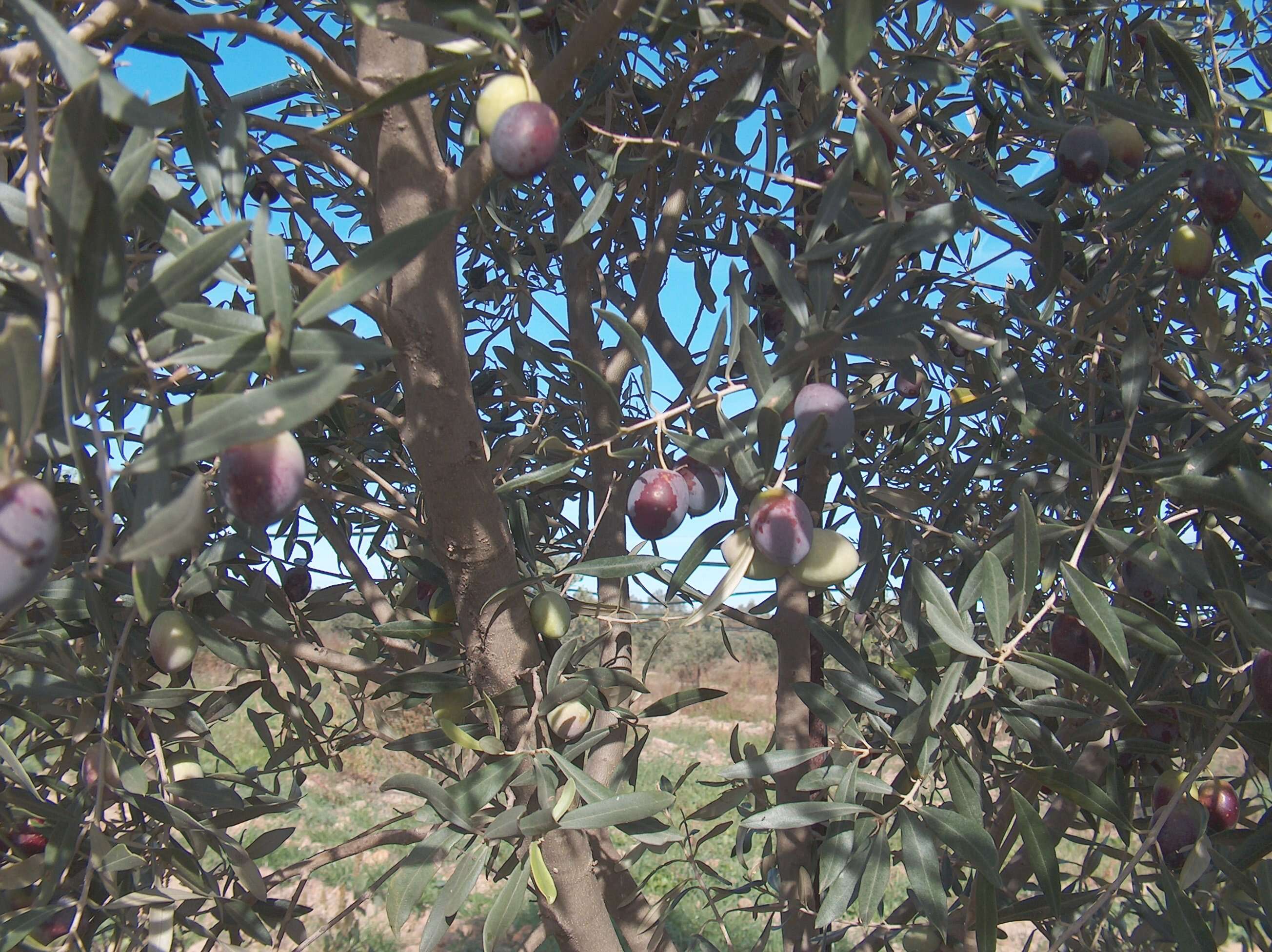 Plancia ëd Olea europaea L.