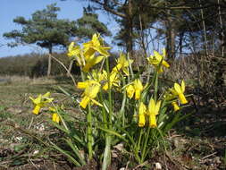 Narcissus cyclamineus DC. resmi