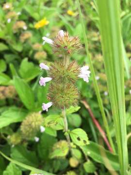 Image of Clinopodium chinense (Benth.) Kuntze