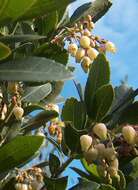 Image of strawberry tree