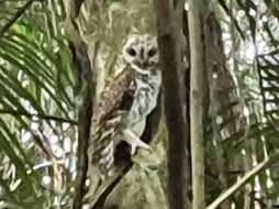 Image of Rusty-barred Owl