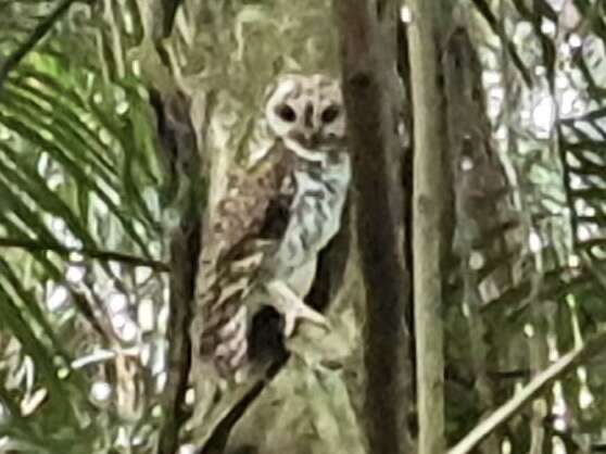 Image of Rusty-barred Owl