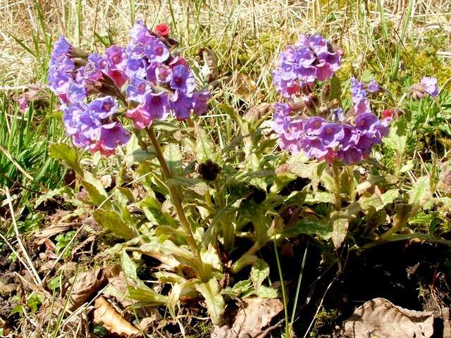 Image of Lungwort