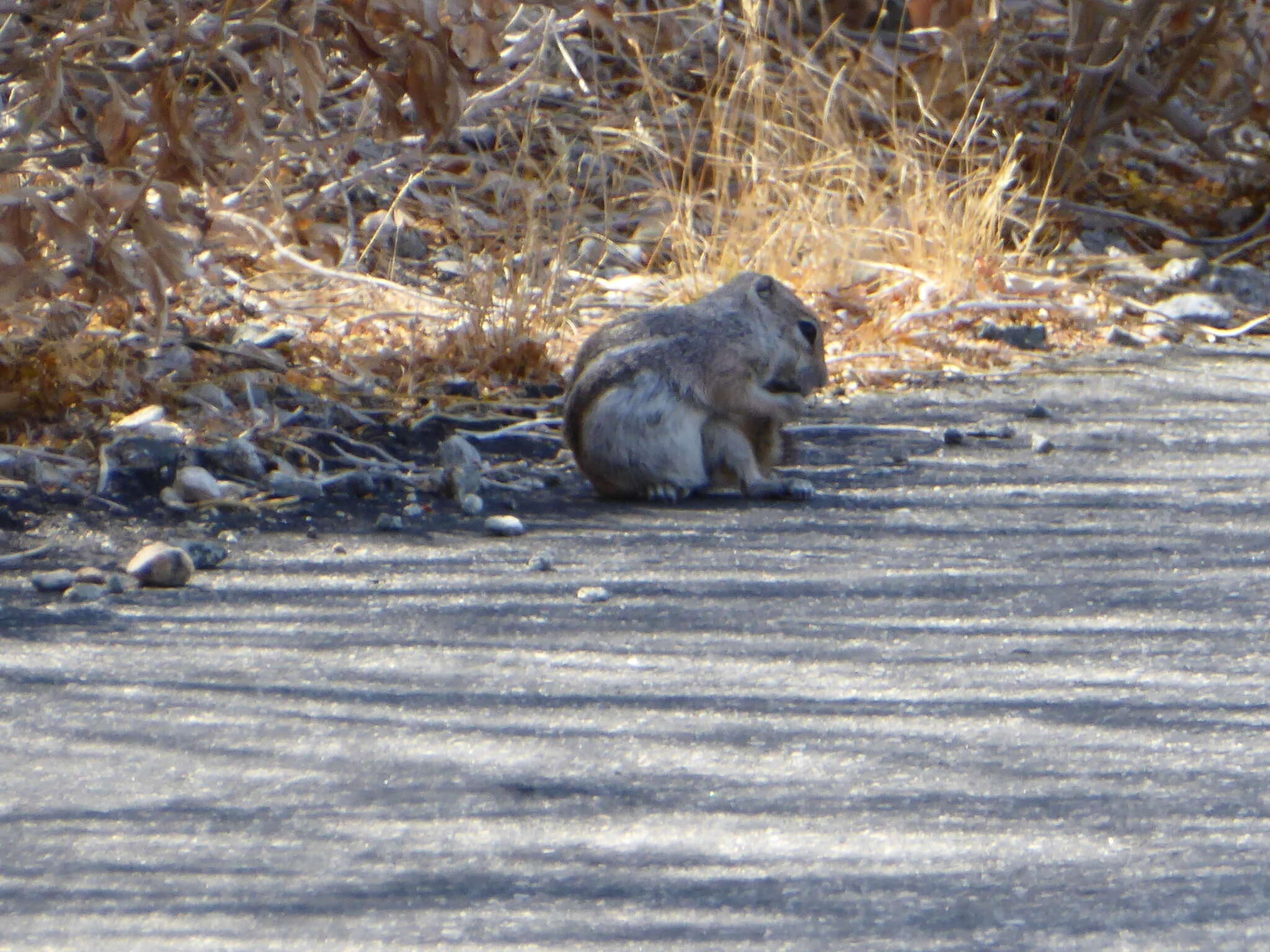 Image of white-tailed antelope squirrel