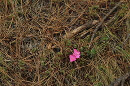 Image of Oenothera deserticola (Loes.) Munz