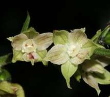 Imagem de Epipactis muelleri Godfery