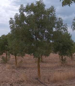 Image of Narrow-leafed Ash