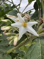 Image of Solanum stellatiglandulosum Bitler