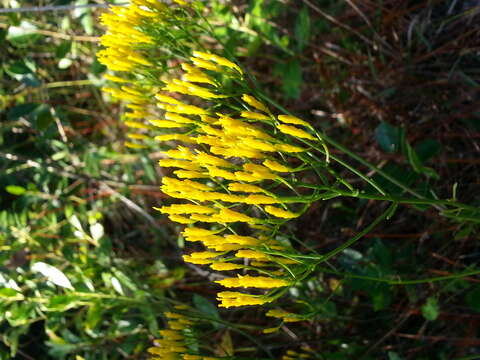 Image of Pineland Rayless-Goldenrod