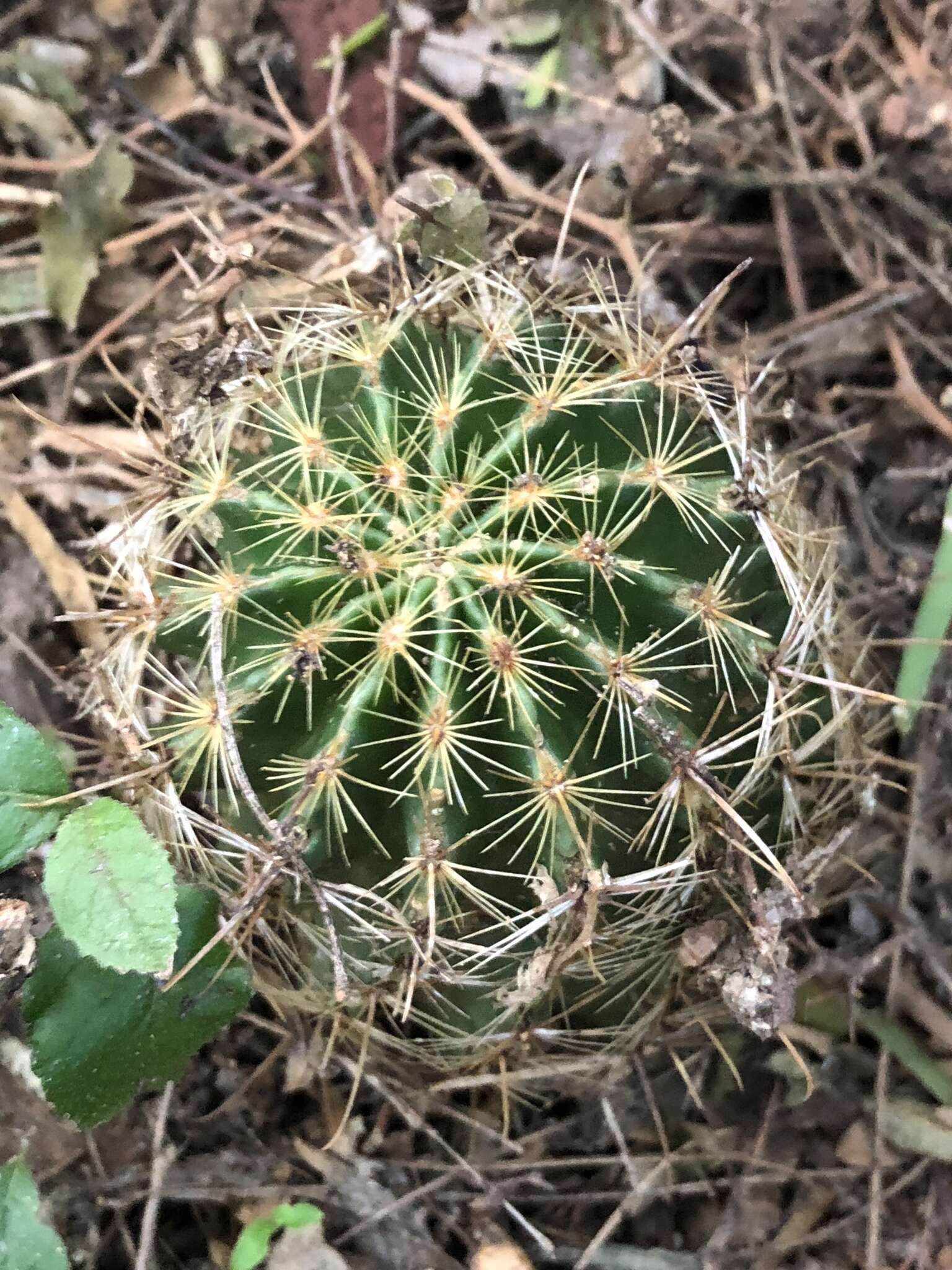 Image of <i>Hamatocactus setispinus</i>