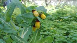 Image of honeywort