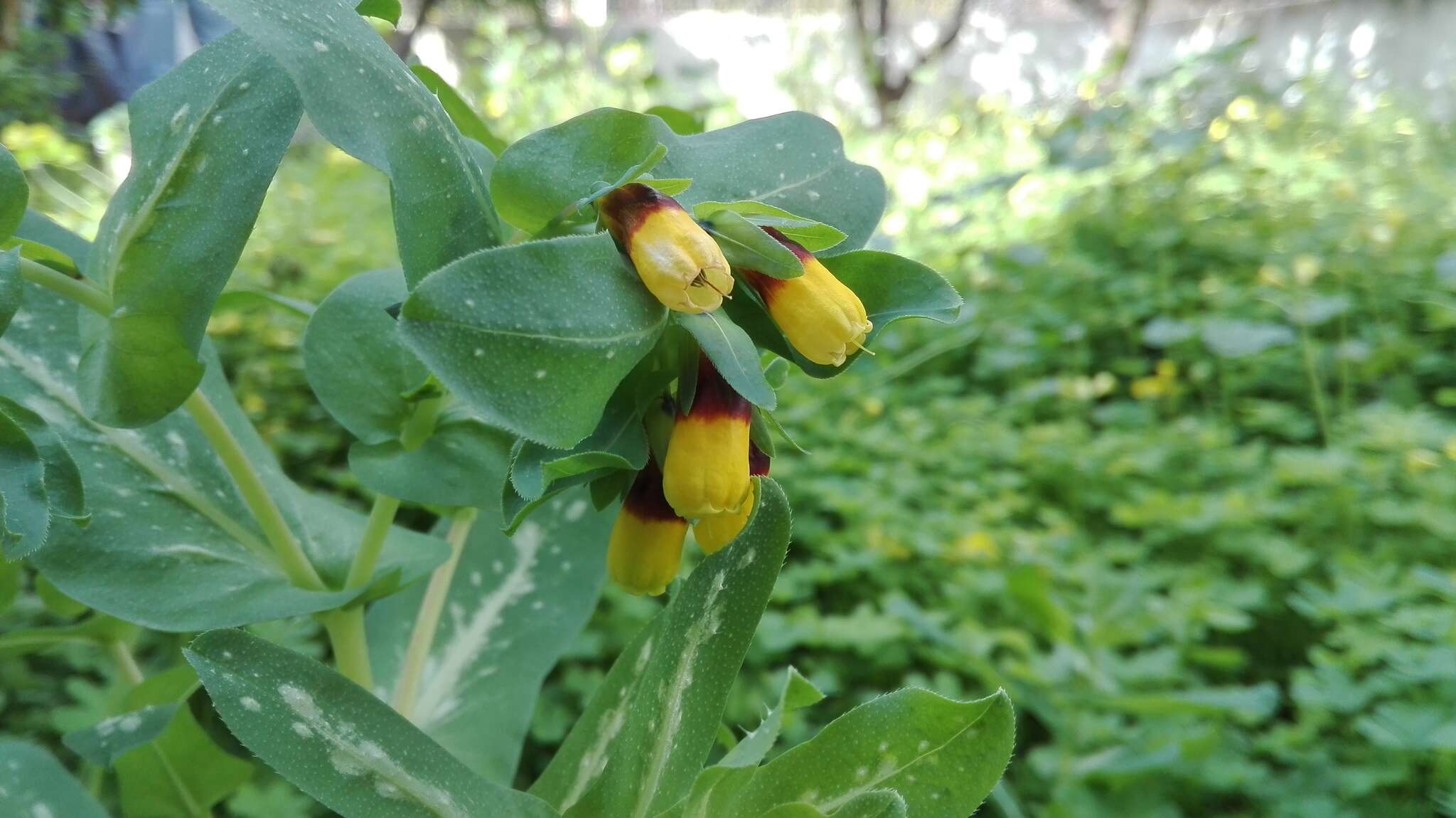 Image of honeywort