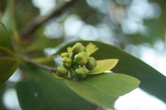 Image of garcinia