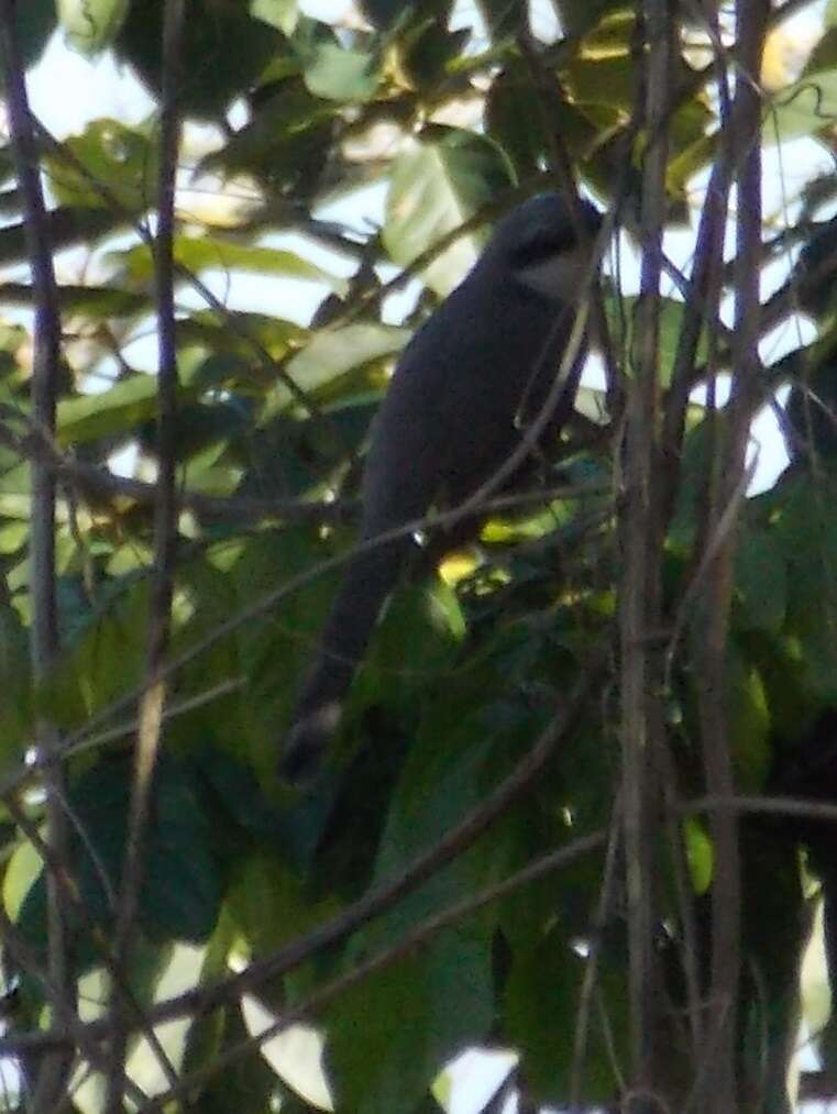 Image of Mangrove Cuckoo