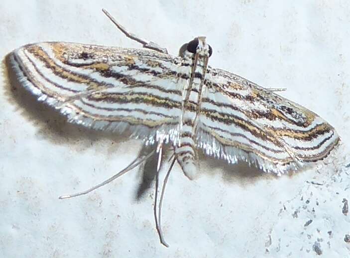 Image de Parapoynx fluctuosalis Zeller 1852