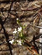 Image de Stylidium despectum R. Br.