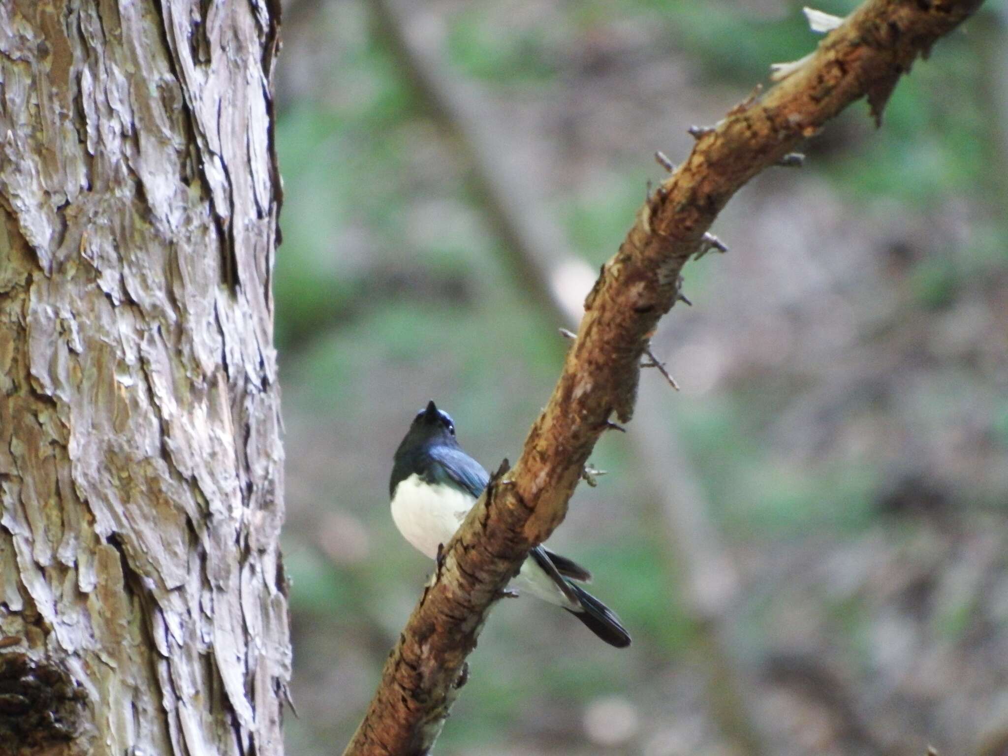 Image of Cyanoptila Blyth 1847