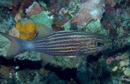 Image of Inbetween cardinalfish