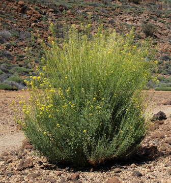 Plancia ëd Descurainia bourgaeana (E. Fourn.) Webb