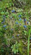 Image of alpine bilberry