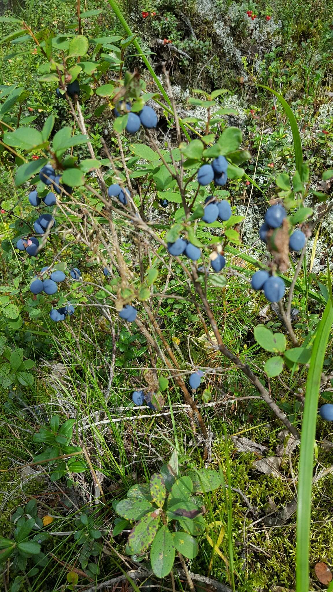 Image of alpine bilberry