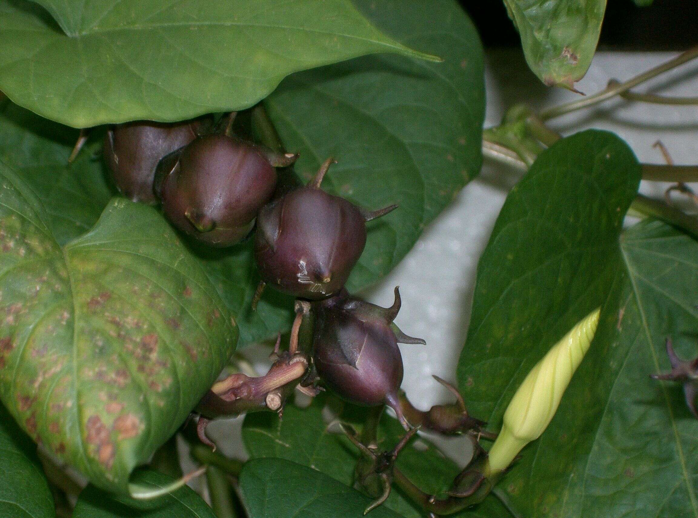 Image of Moonflower or moon vine