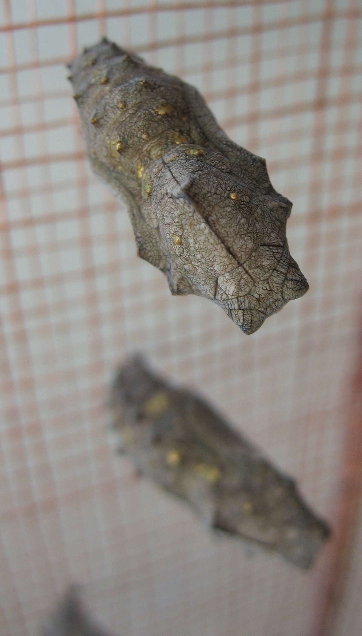 Image of Red Admiral